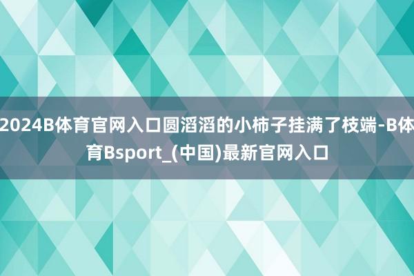 2024B体育官网入口圆滔滔的小柿子挂满了枝端-B体育Bsport_(中国)最新官网入口